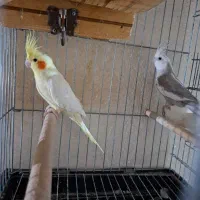 عروس هلندی نر و ماده|پرنده|شیراز, شهرک پرواز|دیوار