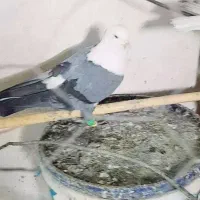 سر سفید کله سفید|پرنده|سبزوار, طبرسی (جعفرآباد)|دیوار