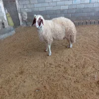 ۳راس شیشک قوچ سنجابی|حیوانات مزرعه|سرپل ذهاب, |دیوار