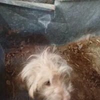 سگ زینتی|سگ|آران و بیدگل, |دیوار