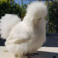 مولد ابریشمی وارداتی