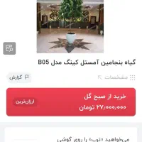 درختچه آمستل کینگ|گل و گیاه طبیعی|تهران, مرزداران|دیوار