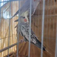 طوطی عروسی هلندی