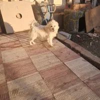 پاکوتا نر شیطون|سگ|بستان آباد, |دیوار