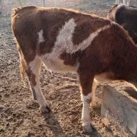 گاو و گوساله|حیوانات مزرعه|سوسنگرد, |دیوار