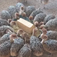 جوجه شتر مرغ