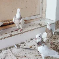 ۴ عدد طوقی|پرنده|شادگان, |دیوار