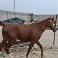 نریان دوساله|اسب و تجهیزات اسب‌سواری|بهبهان, |دیوار