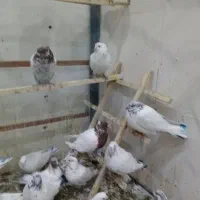 کفترپرشی|پرنده|الیگودرز, |دیوار