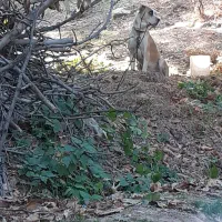 سگ گوسفندی|سگ|شیروان (خراسان), |دیوار