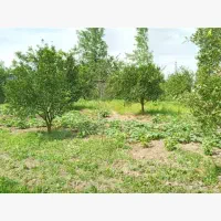 فروش باغ میوه با فاصله چند دقیقه ای تا تهران