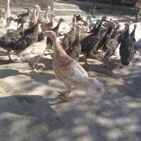 جوجه بوقلمون دوماهه