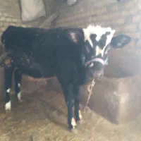 گوساله نر سیمینتال|حیوانات مزرعه|خاوه, |دیوار