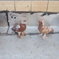 دوعدد چیتی نر|پرنده|اردبیل, |دیوار