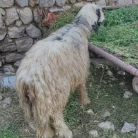 قوچ،نرمیش،میش