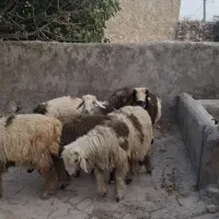 بره|حیوانات مزرعه|بهبهان, |دیوار
