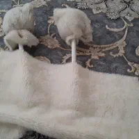 طبل ۱.۶۰ استیل