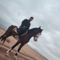 اسب نریان 4 ساله 6 نشان