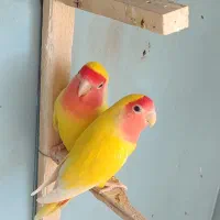 طوطی کوتوله