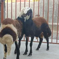 دو عدد قوچ توقلی|حیوانات مزرعه|سیمین شهر, |دیوار