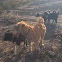 سگ کلکی گله ای