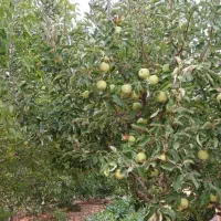 فروش باغ دوهکتاری منطقه چهل چشمه زنگنه بن رود|فروش زمین و ملک کلنگی|شیراز, غدیر جنوبی|دیوار