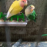 جفت کوتوله لوپ هلویی و بریزیلی|پرنده|زابل, |دیوار