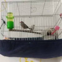 فنچ با یکی تخم