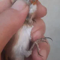 جوجه سره وسره قناری  تولکی وجوجه|پرنده|ری, سیزده آبان|دیوار