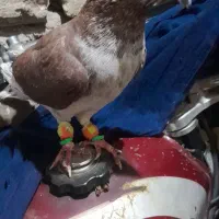 کبوتر