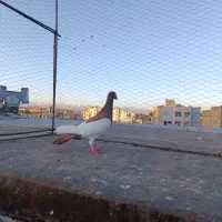 یهودی سرخ ماده مهر، رنگ خون