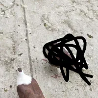 کبوتر.کفتر.گمشده