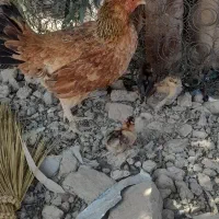 مرغباجوجه|حیوانات مزرعه|زهک, |دیوار