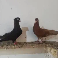 کبوتر صرب|پرنده|خورموج, |دیوار