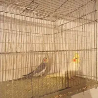 فروش هلندی معاوضه با سهره|پرنده|یاسوج, |دیوار