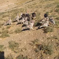 ۲۲ عدد بوقلمون نرو ماده یه جا میفروشم|حیوانات مزرعه|کوهدشت, |دیوار