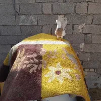 کبوتر طوقی