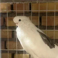 کبوتر نوک قنار با اصل و نصب|پرنده|علیآباد کتول, |دیوار