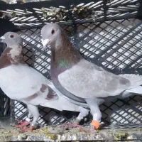 کبوتر مسافتی قورگی فیلی|پرنده|مینودشت, |دیوار