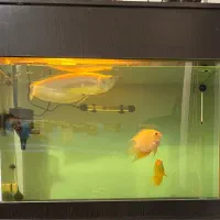 ماهی اروانا البینو و سوروم رد اسپات