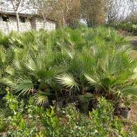 فروش.پالم عمده وتک