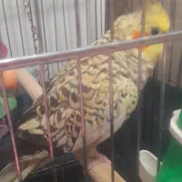 عروس هلندی|پرنده|تهران, آبشار|دیوار