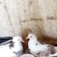 ۴تا کفتر جوجه|پرنده|علی‌آباد کتول, |دیوار