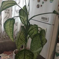 گل دیفن باخیا