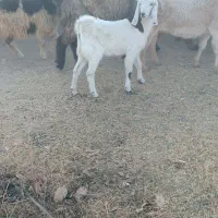 کهره پاکستانی