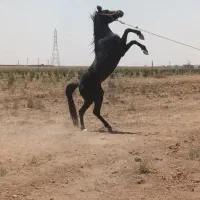 اسب نریان
