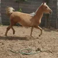 مادیان/۱ساله/ نوه شکارشریف