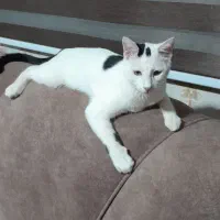 اجتماعی|گربه|اردبیل, |دیوار