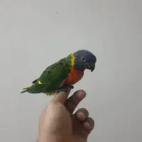 طوطی لوریکیت