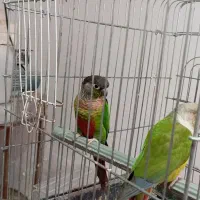 گرینچیگ.گرینچیک جفت